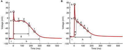 Sensitivity and Uncertainty Analysis of Two Human Atrial Cardiac Cell Models Using Gaussian Process Emulators